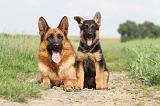 BERGER ALLEMAND 747